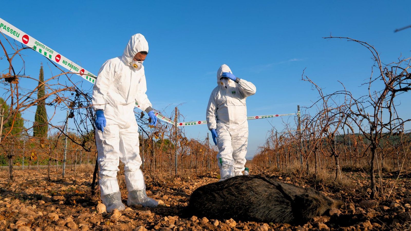 Dos agents rurals observen un exemplar de porc senglar mort