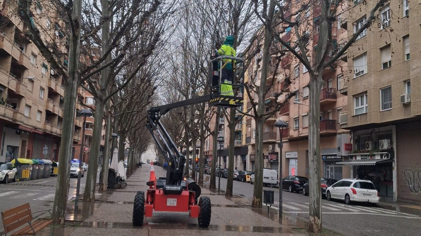 Revisió de l'arbrat del carrer Doctora Castells, a Lleida, per garantir la seguretat de la Rua de Carnaval | ACN