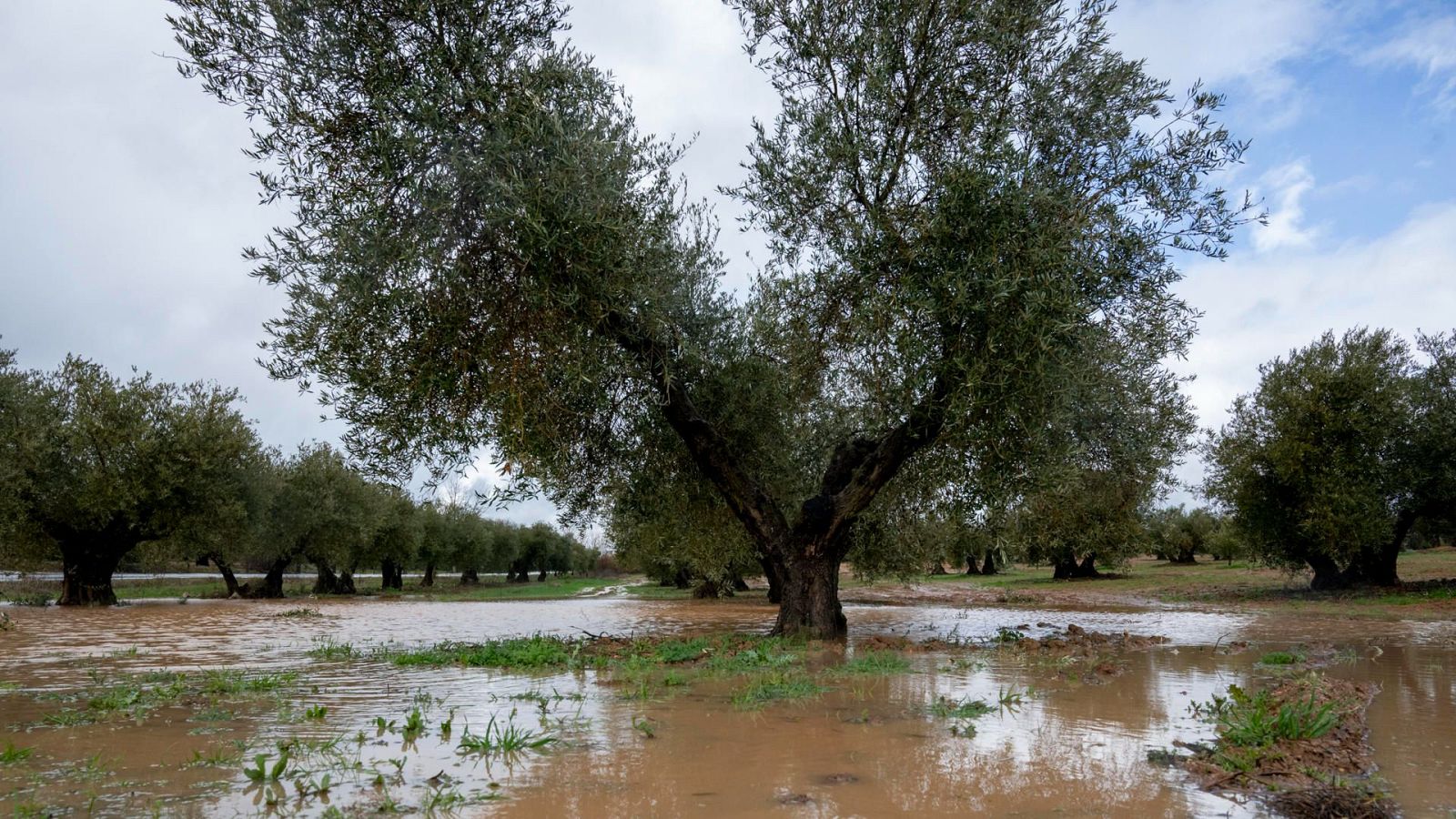 Un campo de olivos se encuentra inundado, con los árboles parcialmente sumergidos en agua. El cielo cubierto y la vegetación baja en primer plano sugieren un clima lluvioso y daños en los cultivos, transmitiendo una sensación de desolación.