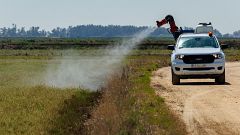 Después de la tempestad llegan los mosquitos: autoridades y expertos, en guardia para controlar su expansión