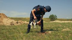 De buscar palos a localizar explosivos en Ucrania: la historia de Patrón, el perro antibombas