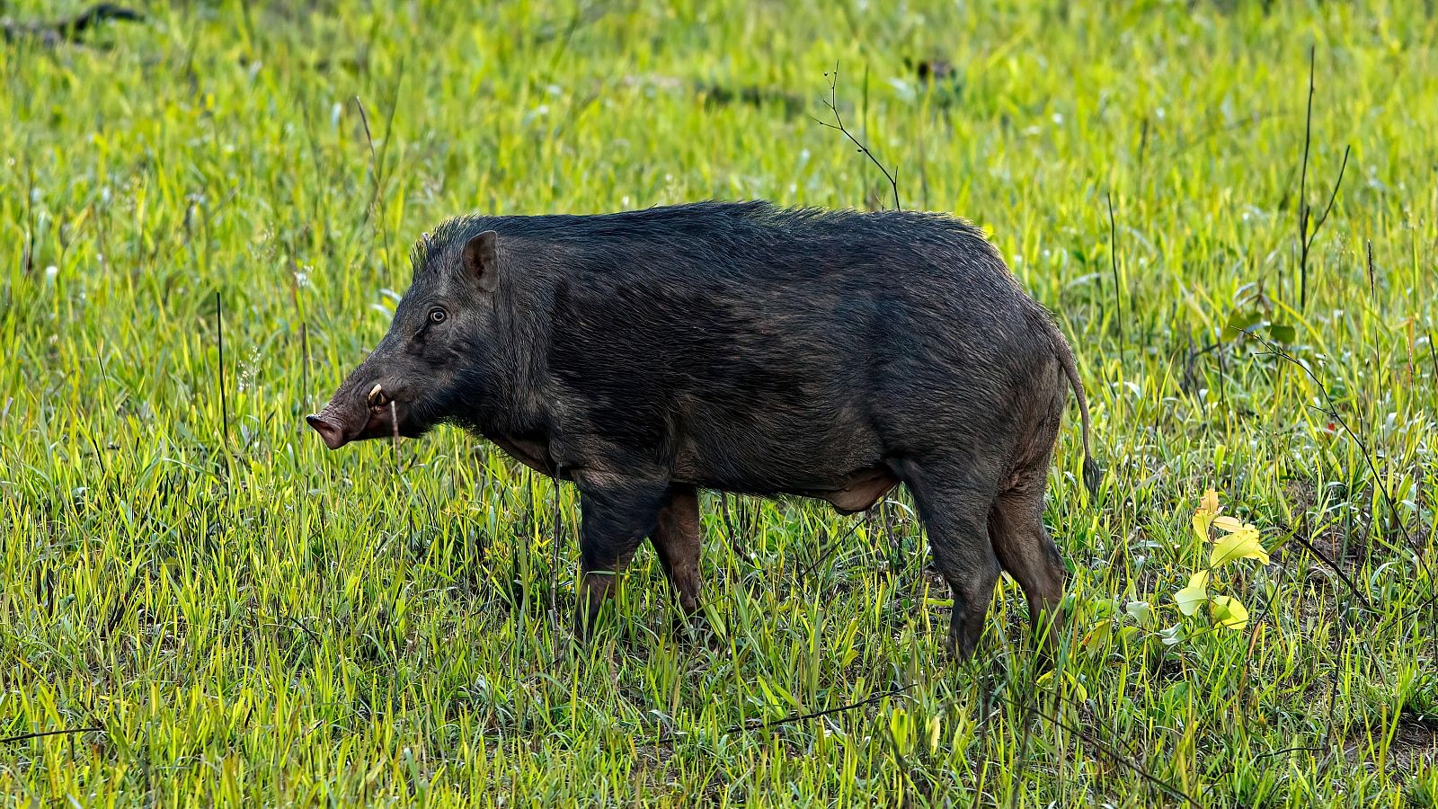 Un nuevo jabalí muerto por peste porcina obliga a ampliar las restricciones al término municipal de Barcelona