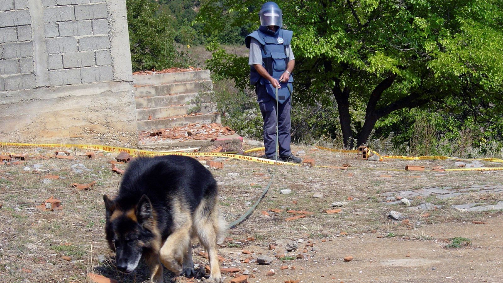 Un especialista humano puede controlar entre 70 y 100 metros cuadrados al día, y un perro entre 1.000 y 1.200.
