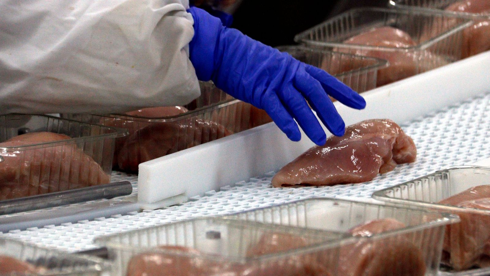 Una treballadora manipula un pit de pollastre a l'escorxador Avidel de Lleida