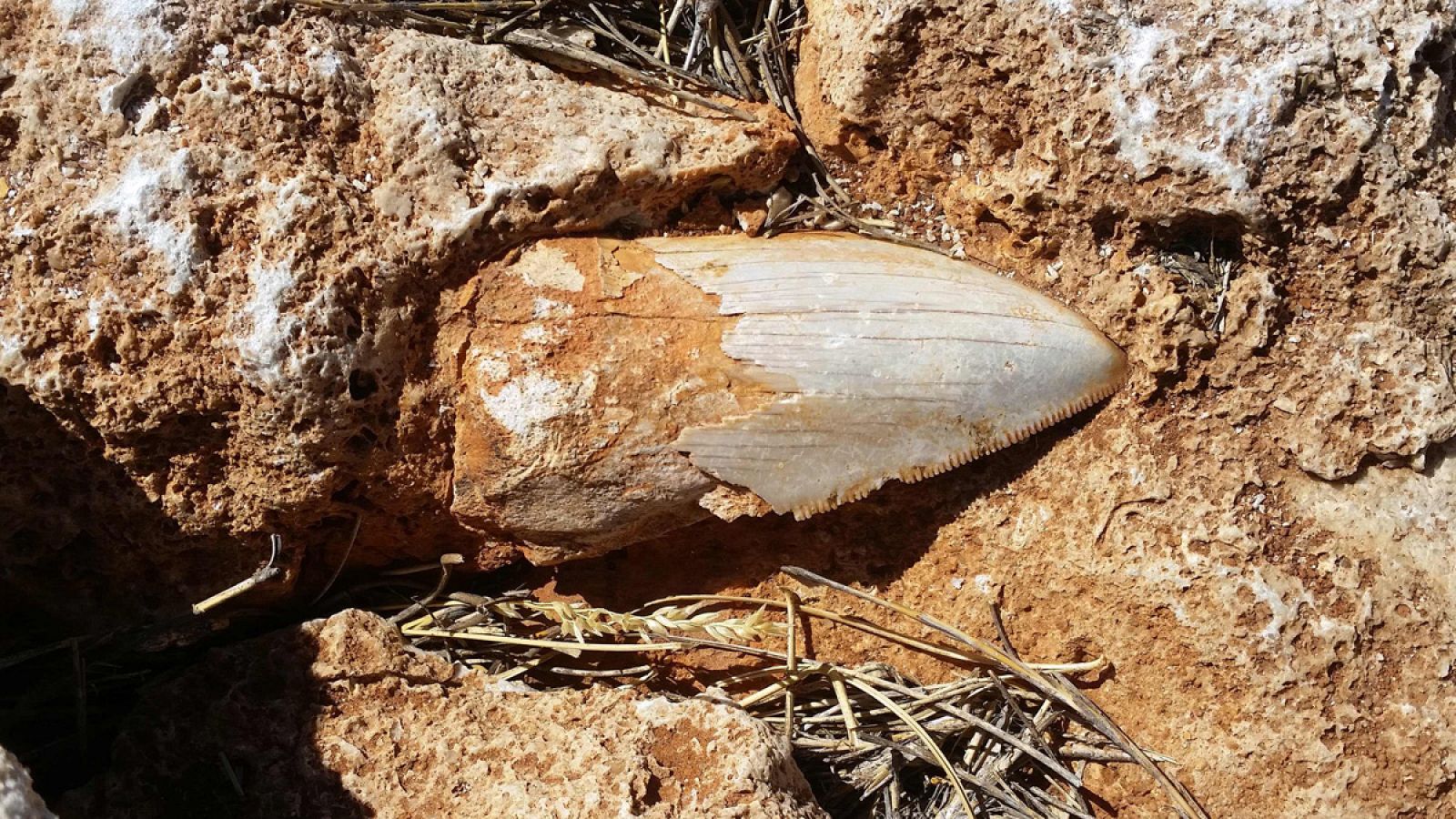 Diente fósil de un escualo prehistórico en el parque australiano Cape Range