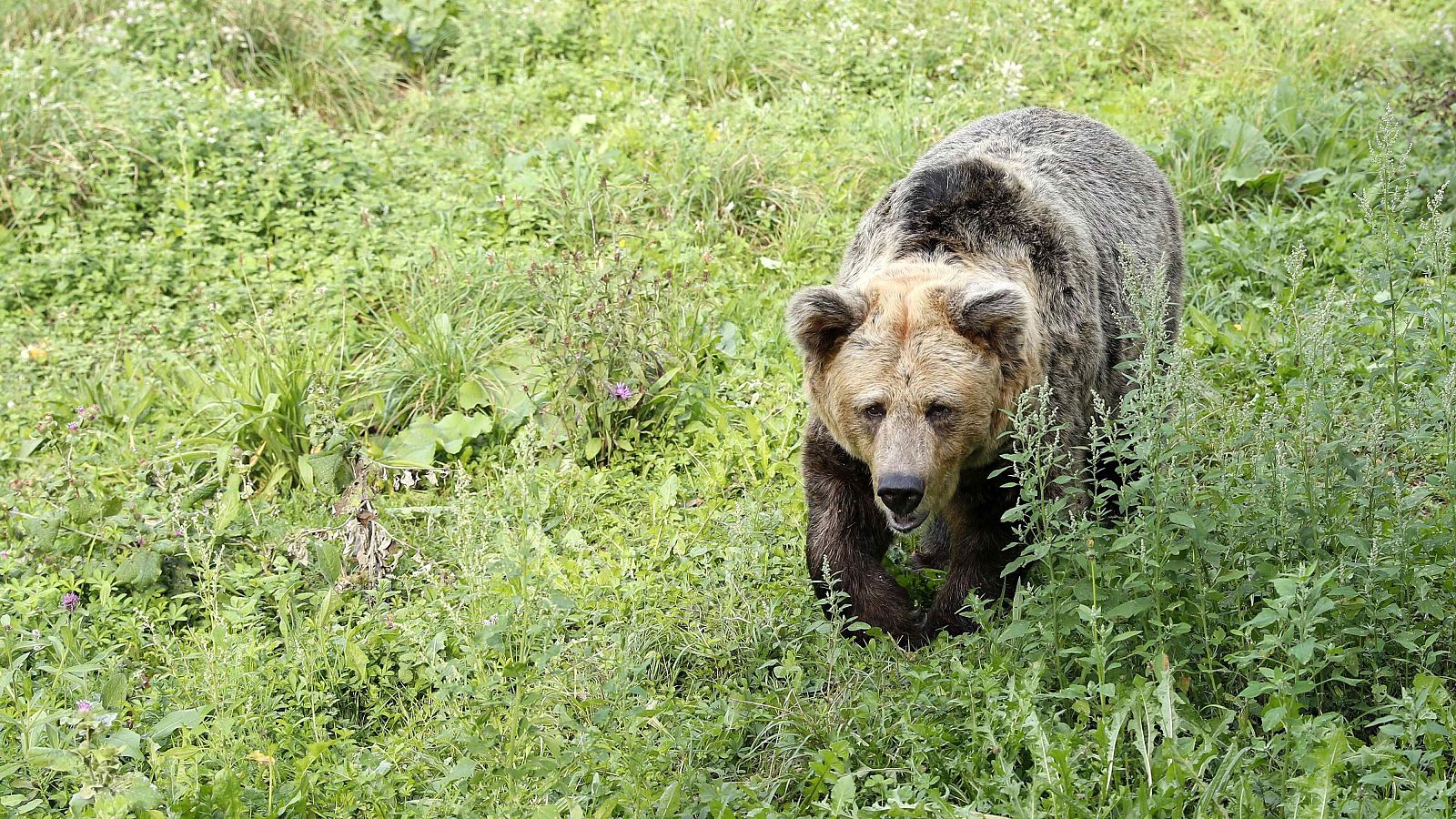 El oso pardo regresa a las sierras de León y Zamora después de 150 años.