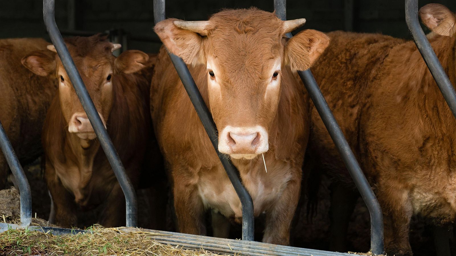 Aragón confirma el primer caso de dermatosis nodular contagiosa en Borrastre