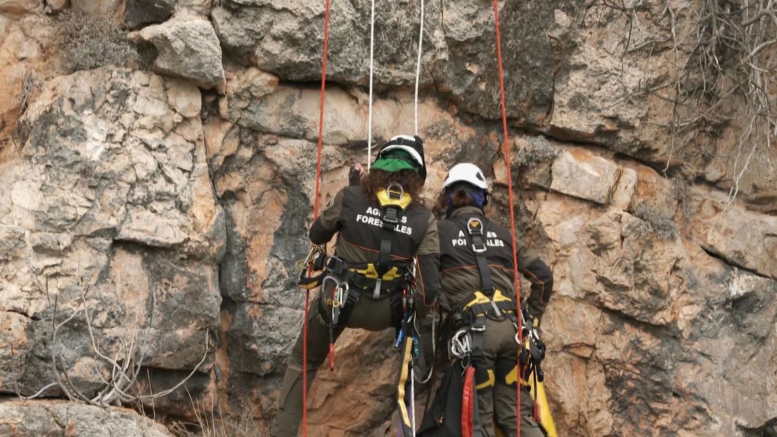 Dos mujeres, miembros del cuerpo de agentes forestales, escalan una pared rocosa equipadas con cascos, arneses y cuerdas de seguridad. Sus chaquetas muestran la inscripción "AG. FORESTALES".