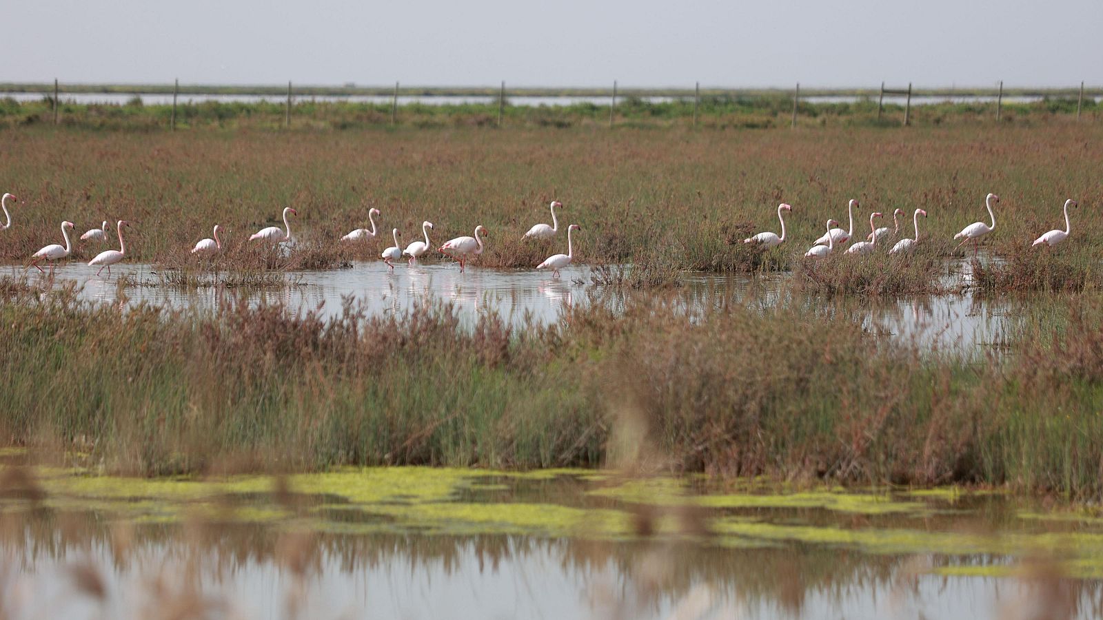 Imagen de la finca Veta la Palma en el Espacio Natural de Doñana.