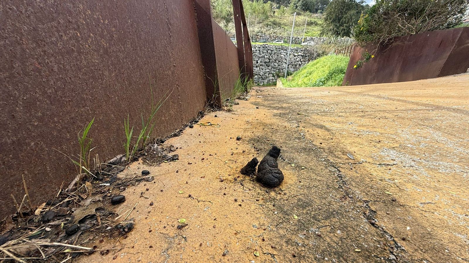 Veïns indignats per les caques de cabra que omplen les voreres de Sant Climent