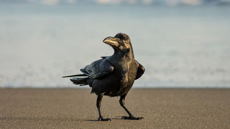 La evolución de la inteligencia de los pájaros podría ser similar a la de los humanos