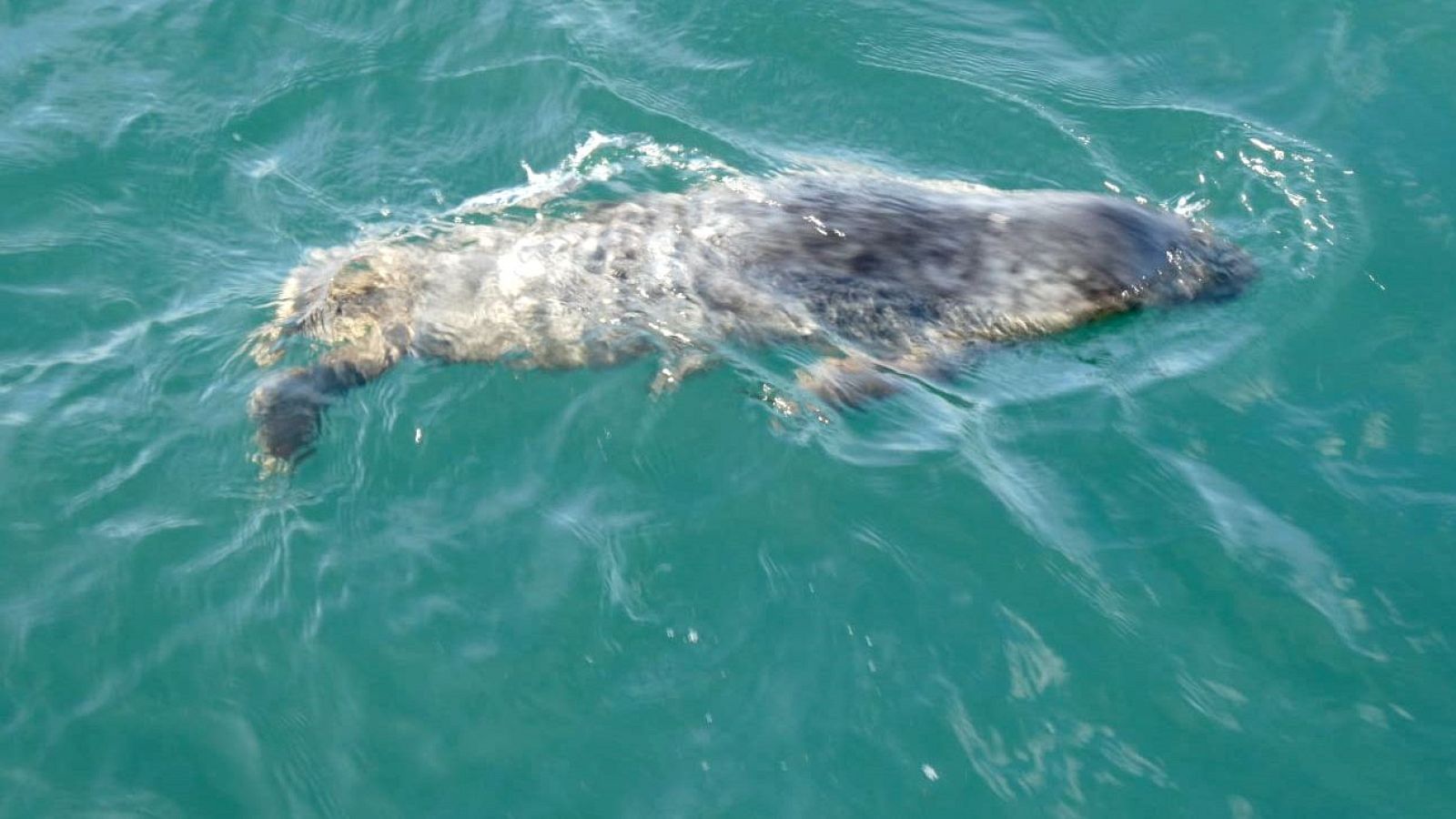 Liberan una cría de foca gris en el Cabo Vidio, Asturias