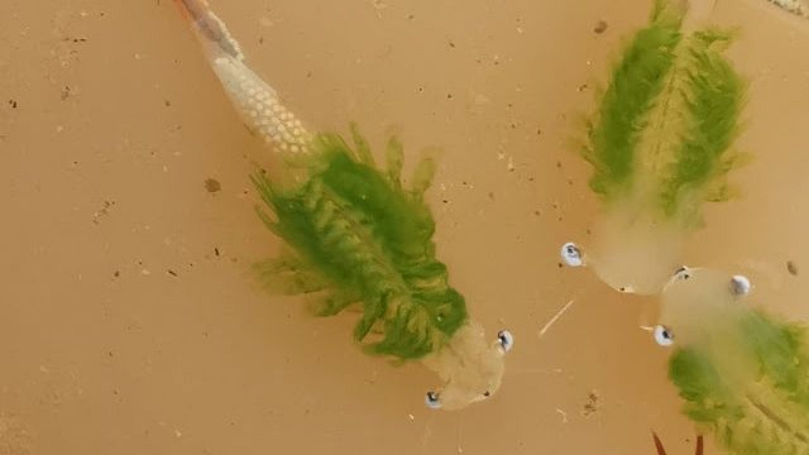 En la imagen se observa tres ejemplares de gamba duende