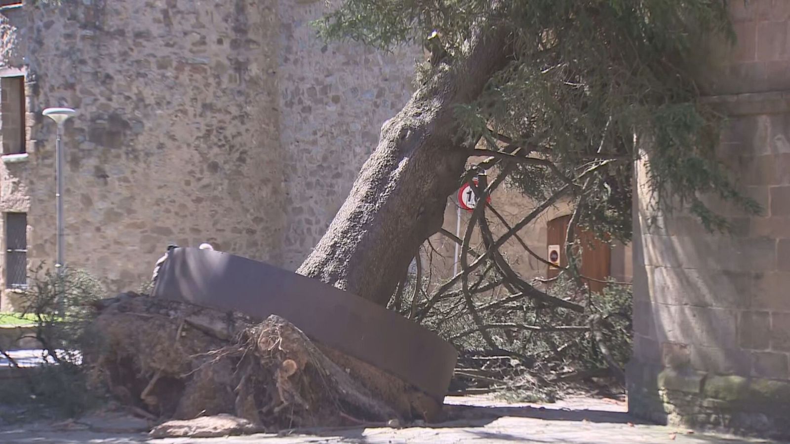 El vent ha arrencat l'emblemàtic arbre de Sant Joan de les Abadesses, amb més de 100 anys d'història, que ha caigut sobre el monestir