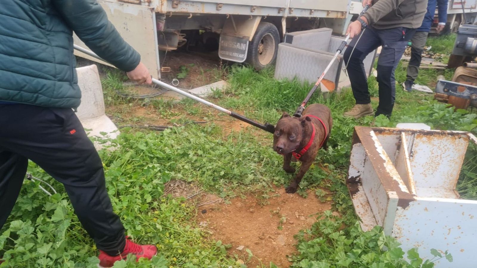 En un descampado, dos trabajadores de una empresa de recogida de animales sacan a un perro de raza pitbull de una furgoneta blanca con el logo de una marca de coches. El perro lleva un arnés rojo y es guiado con una correa y una vara.