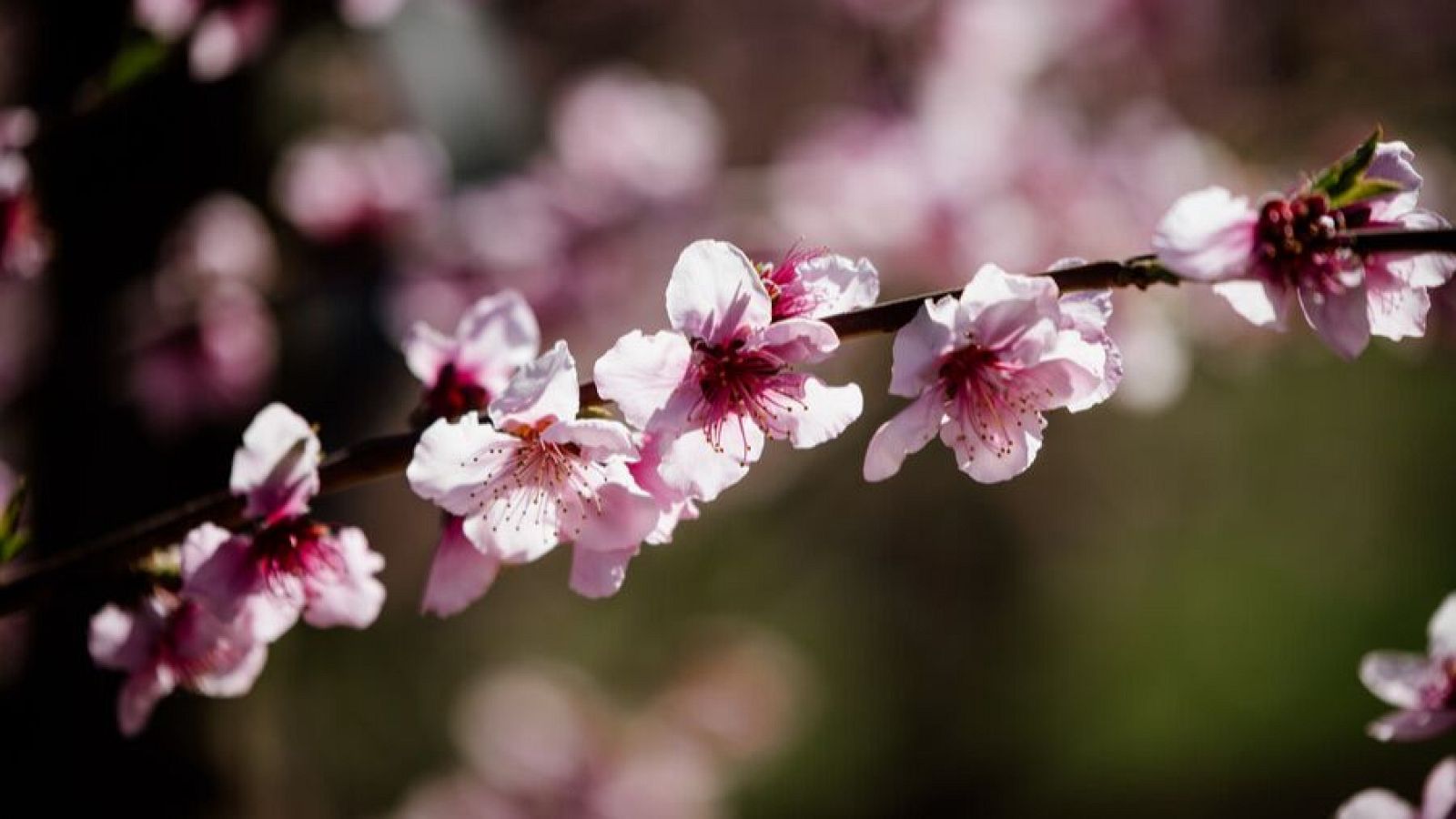 Una rama horizontal de árbol, cubierta de flores rosadas con centros más oscuros, se destaca sobre un fondo verde oscuro y difuminado, creando un contraste visual.