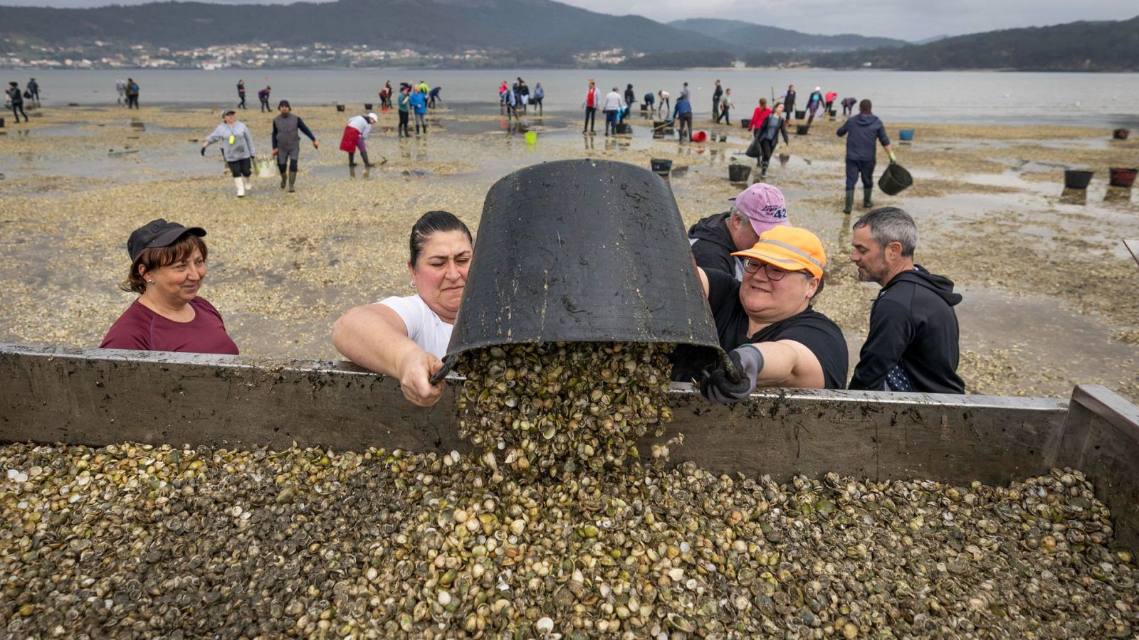 Un grupo de mariscadores trabaja en la ría, con varios individuos cerca de un contenedor lleno de conchas. Algunas personas vacían cubos, mientras que otros recolectan en la zona intermareal, con un cielo nublado de fondo.