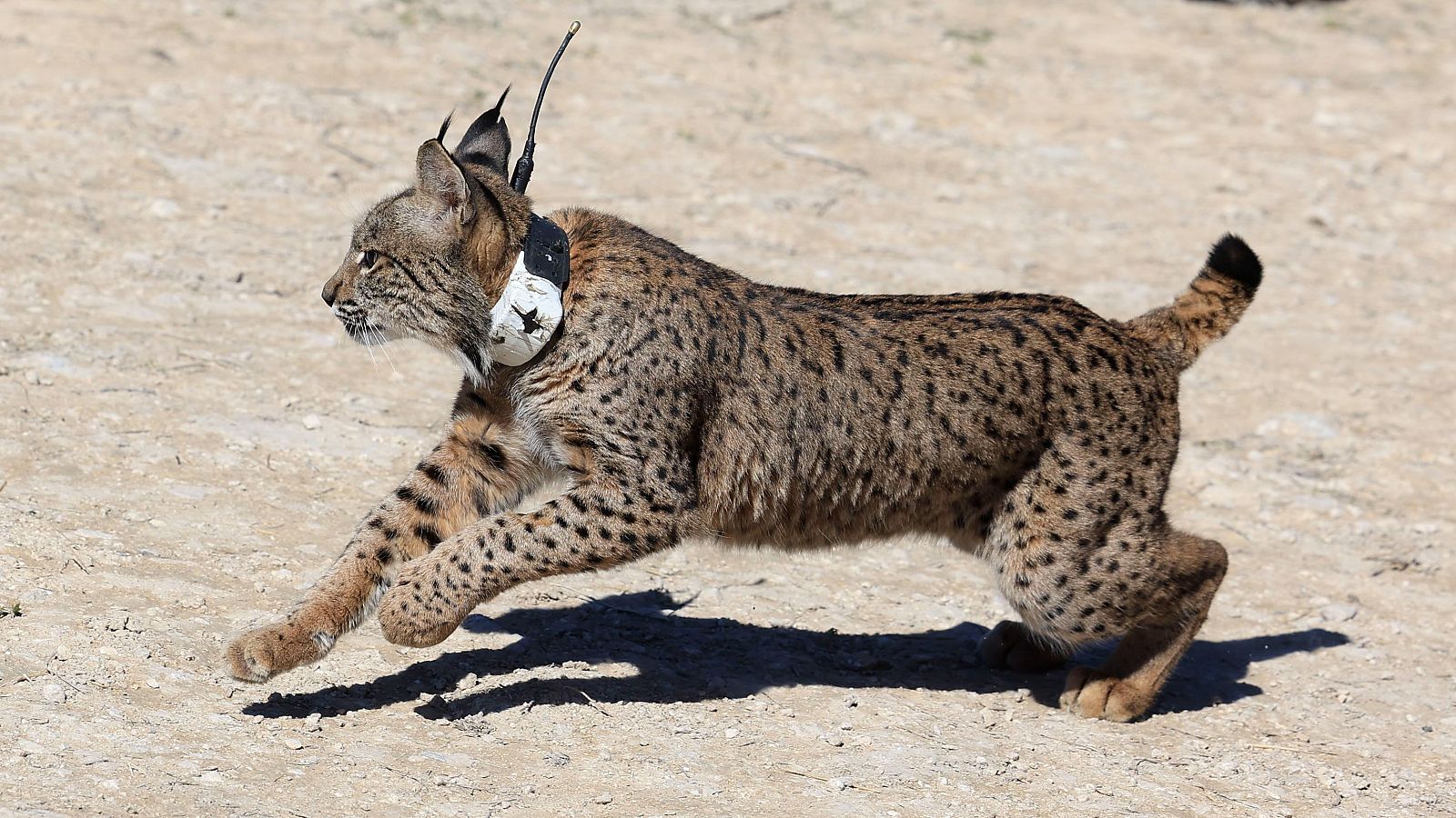 El lince ibérico regresa a Aragón después de medio siglo