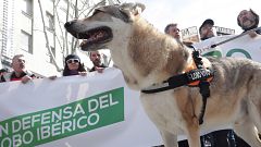 3.000 personas se manifiestan en Madrid en defensa del lobo ibérico