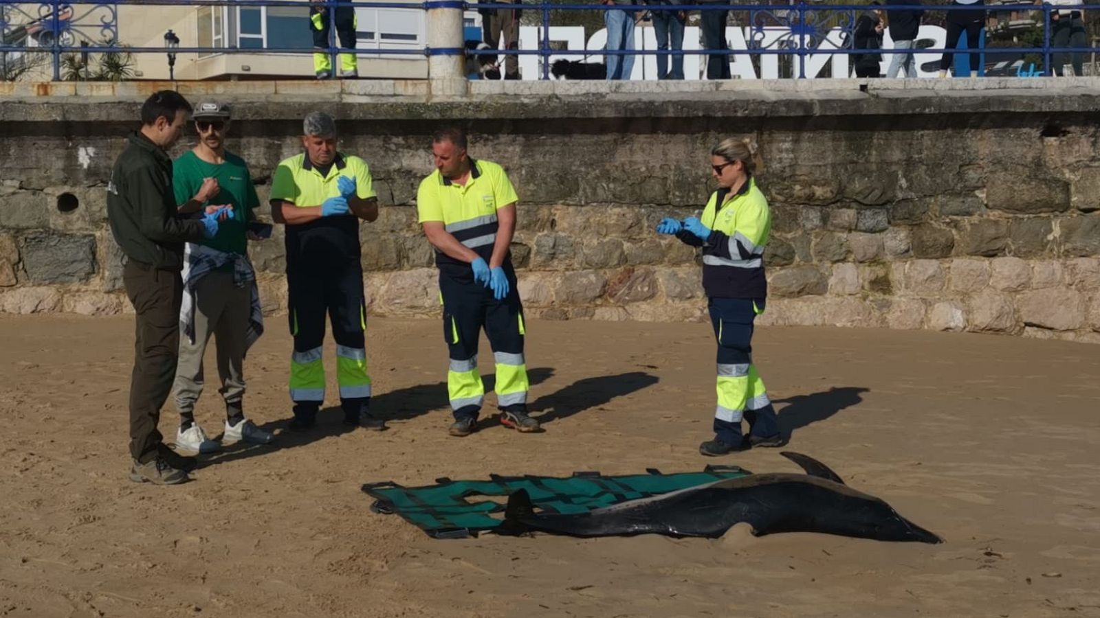En la playa, un delfín varado es atendido por un grupo de personas. Tres individuos con uniformes y chalecos reflectantes, junto con otros dos, parecen estar examinando al animal, que se encuentra sobre una camilla.