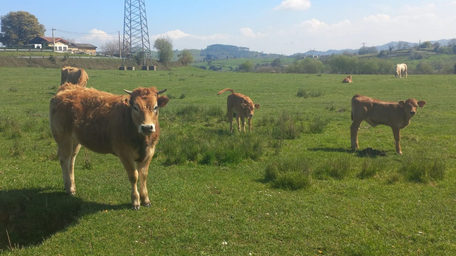 En un paisaje rural, terneras marrones pastan en un campo verde, con un caballo blanco a lo lejos. El cielo azul y las colinas completan la escena, que evoca calma y naturaleza.