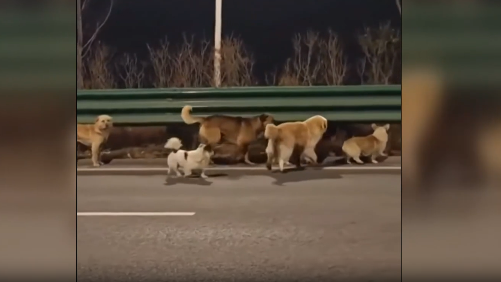 Captura del vídeo con los perros en China