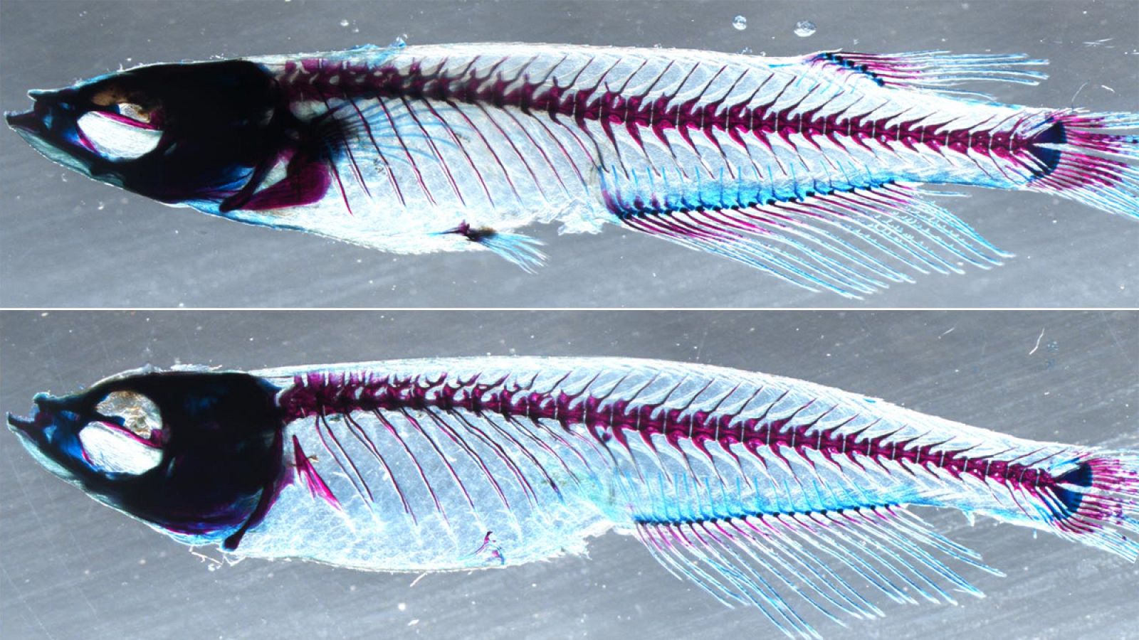 Arriba, un ejemplar silvestre con aleta dorsal y aleta pectoral y, abajo, un ejemplar mutante sin ellas.