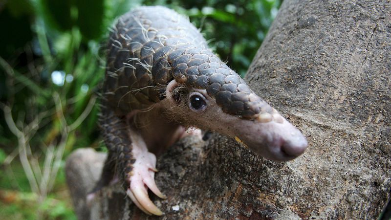 Identificado el primer fósil de pangolín de la Península Ibérica