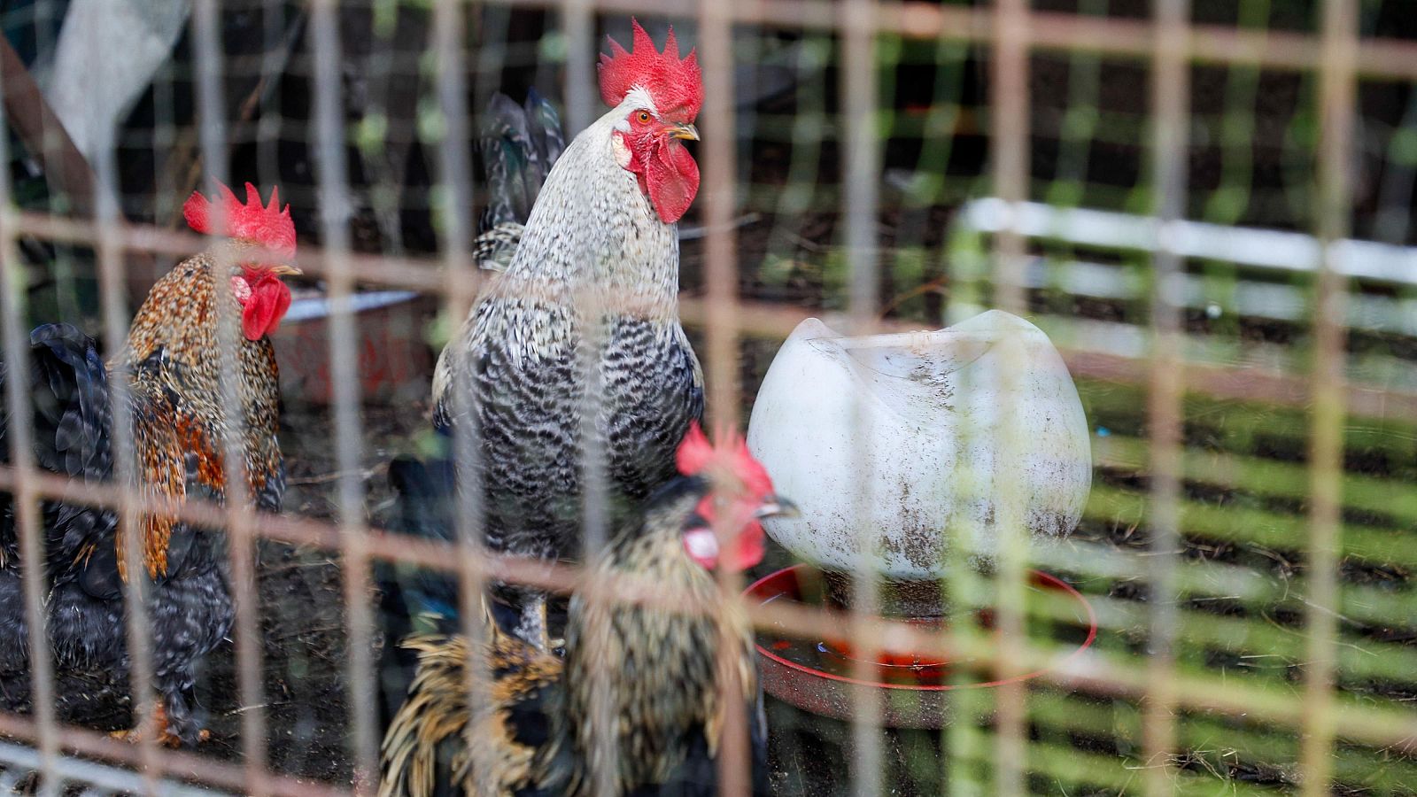 España levanta parcialmente el confinamiento de las aves de corral por la gripe aviar