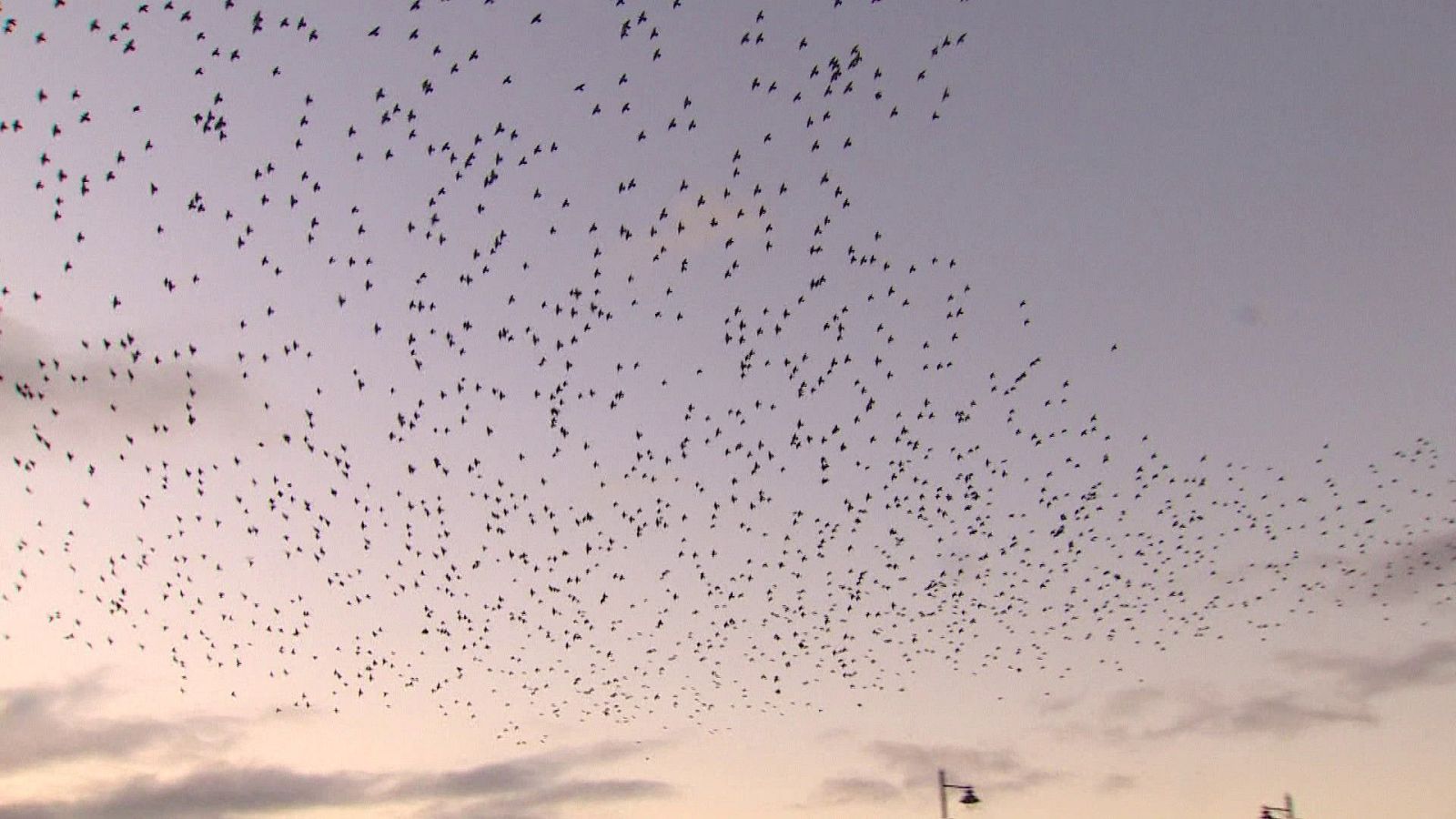 Belfast y Luibliana, ciudades que apuesta por la fauna silvestre