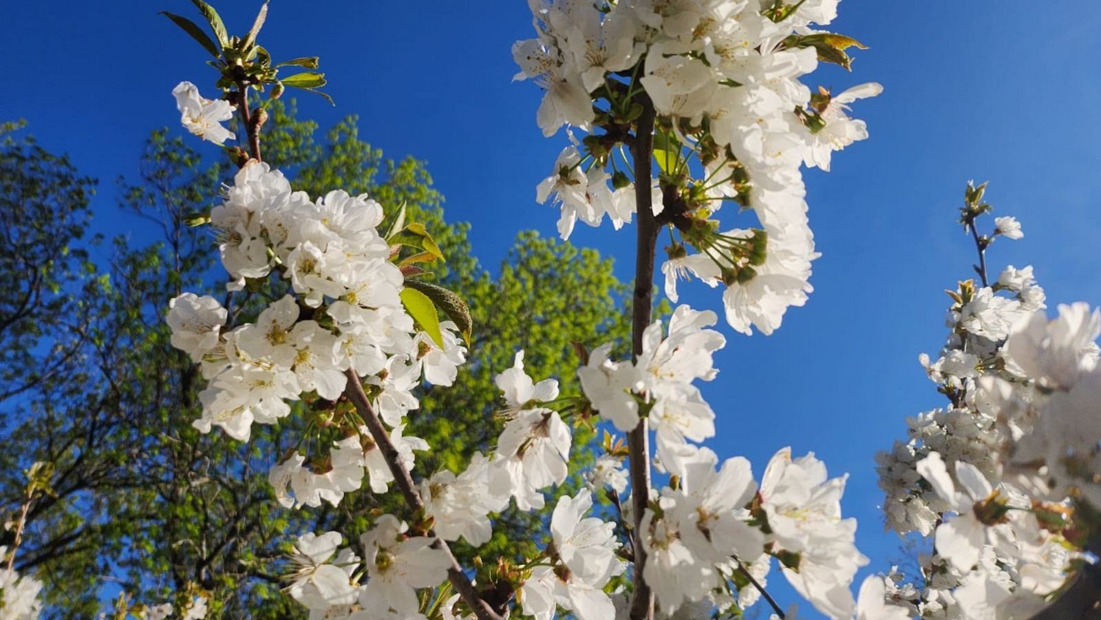 Floración valle del Jerte 2026: fechas, pueblos más bonitos, rutas