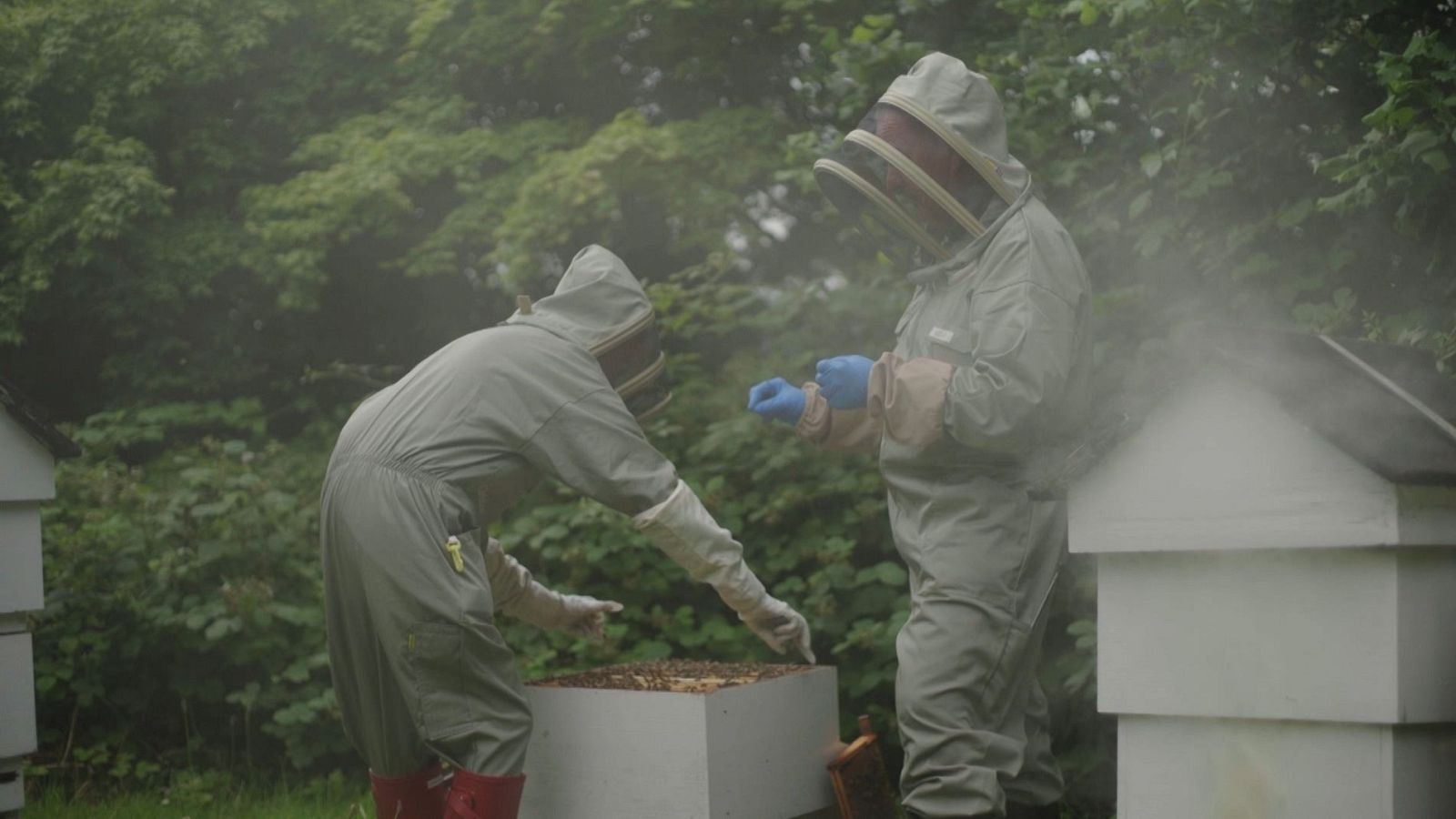 Dos apicultors amb trajes de protecció inspeccionen una colmena blanca en un entorn natural, amb abelles visibles i vegetació al fons.
