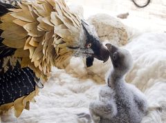 Nacen en libertad dos crías de quebrantahuesos en Picos de Europa