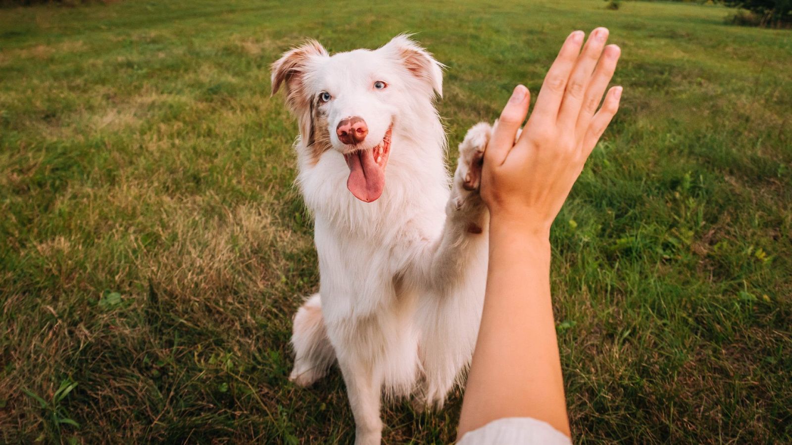 Un perro con pelaje bicolor y heterocromía interactúa con una persona, levantando su pata para un gesto de saludo en un entorno natural de hierba verde.