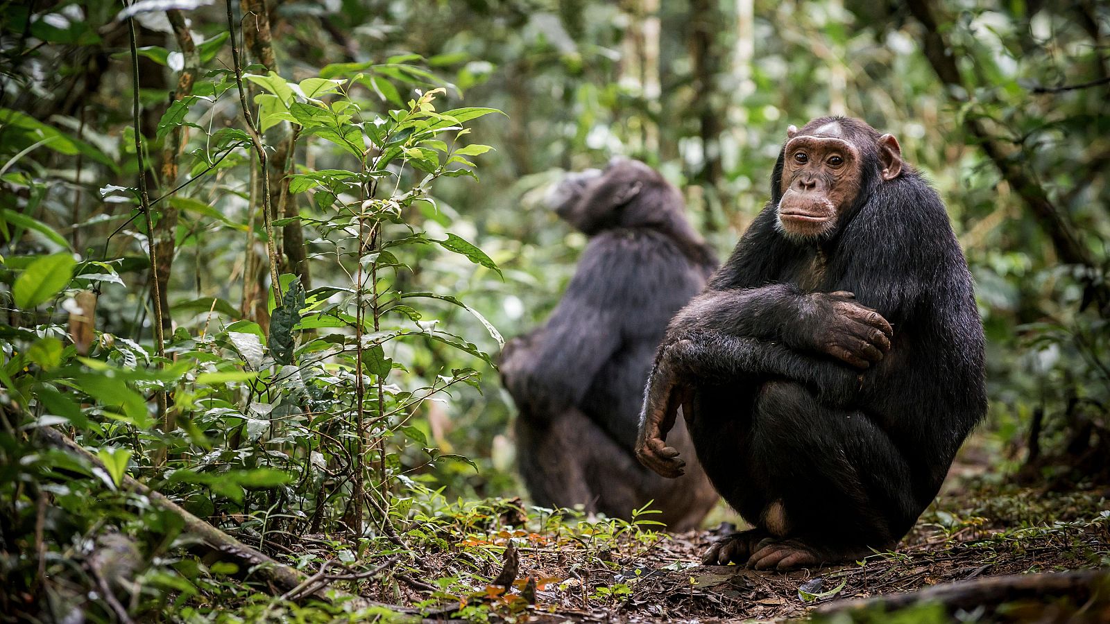 Los chimpancés son, junto a los bonobos, nuestro pariente más cercano, ya que comparten cerca del 98% de nuestro código genético
