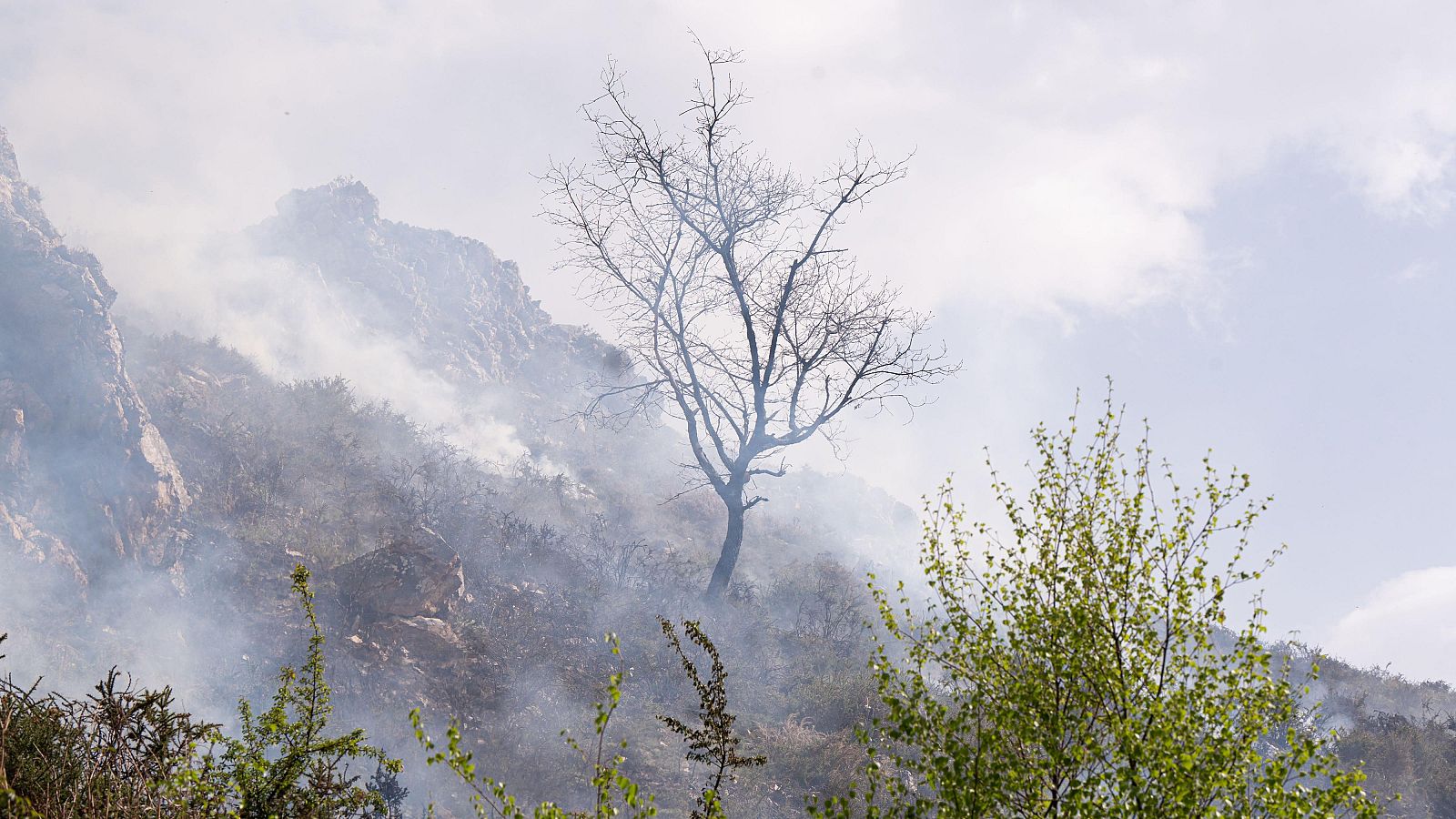 Un incendio forestal arrasa un paisaje montañoso, con una densa columna de humo ascendiendo. La vegetación en primer plano, con árboles y arbustos, contrasta con el fondo afectado por el fuego.