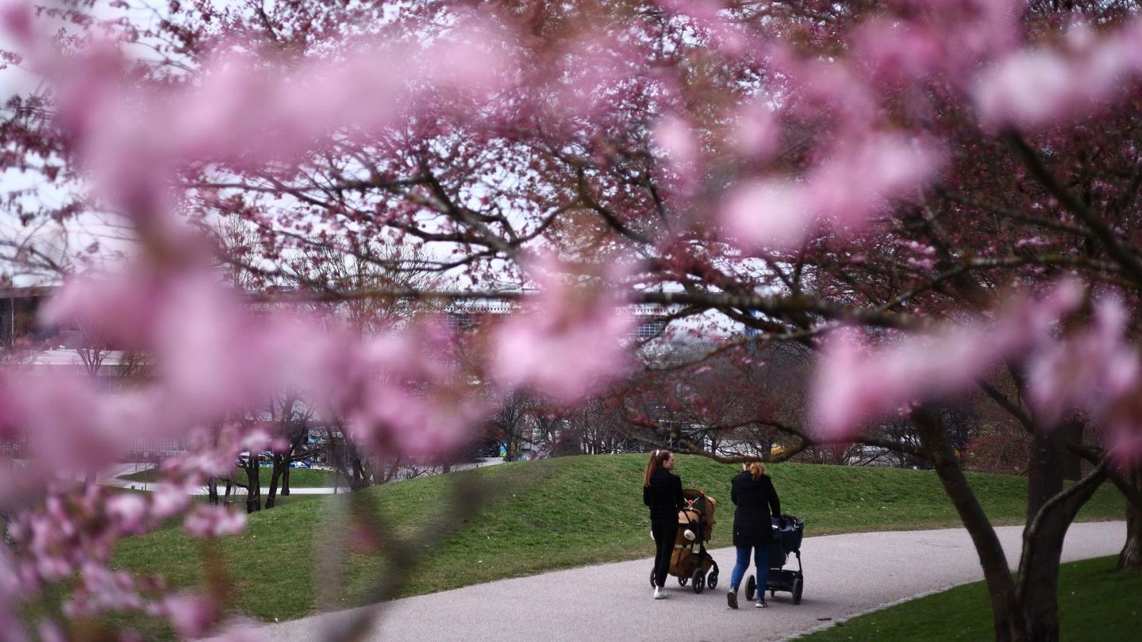 En un parque con árboles florecidos, dos mujeres empujan cochecitos de bebé. Una lleva ropa oscura y un cochecito marrón claro, mientras que la otra también viste de oscuro y lleva un cochecito negro, caminando por un sendero.