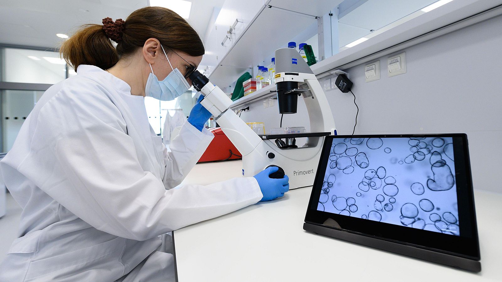 Inician un ensayo con una terapia que modifica las células para atacar a tumores sólidos.