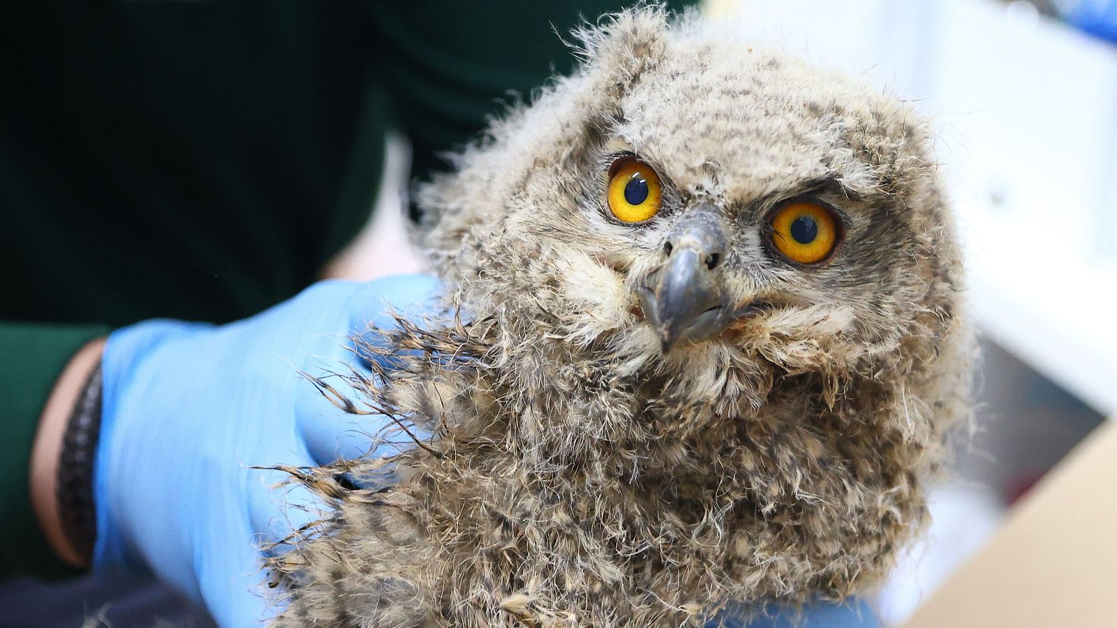 Los centros de recuperación de Castilla y León ingresaron 8.300 animales en 2025