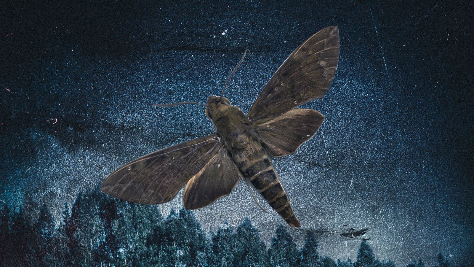 La avelaíña, animal misterioso en la tradición gallega