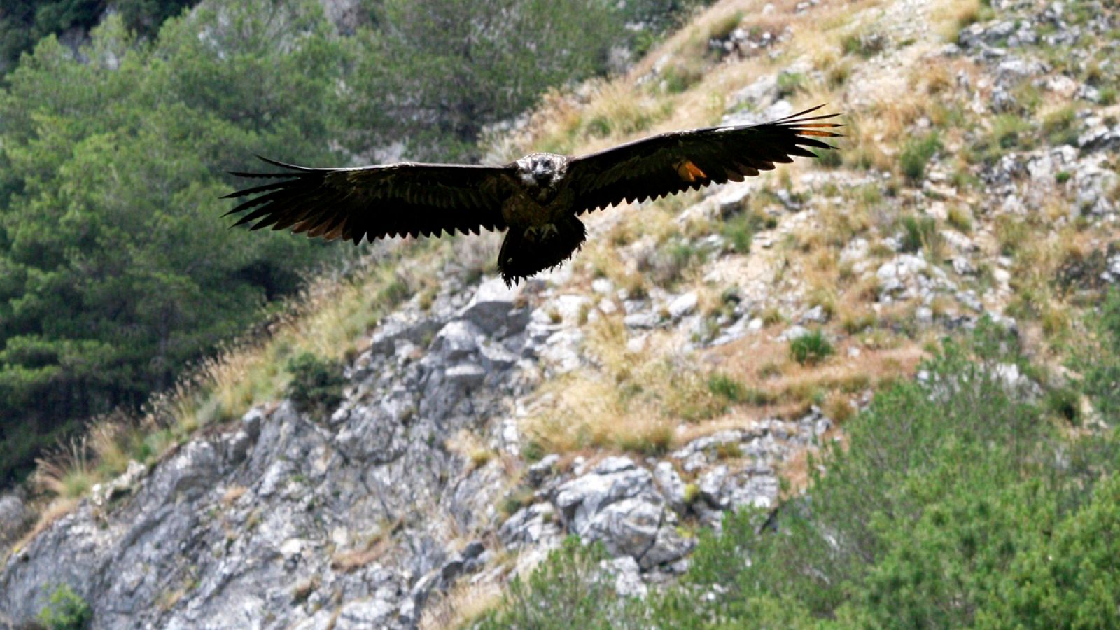 Fotografía de archivo de un ejemplar de quebrantahuesos.