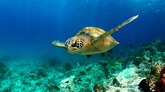 Las tortugas marinas usan sus aletas para manipular alimentos
