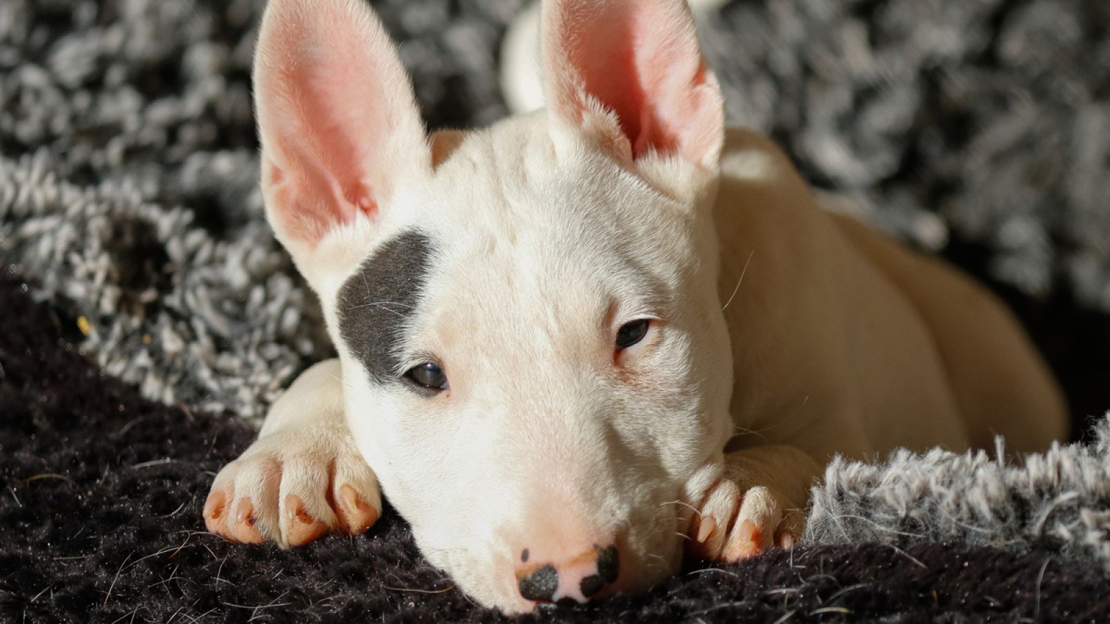 Los bull terriers sufren con frecuencia problemas de piel.