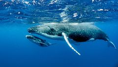 Las ballenas del estrecho de Ormuz, víctimas invisibles de la guerra