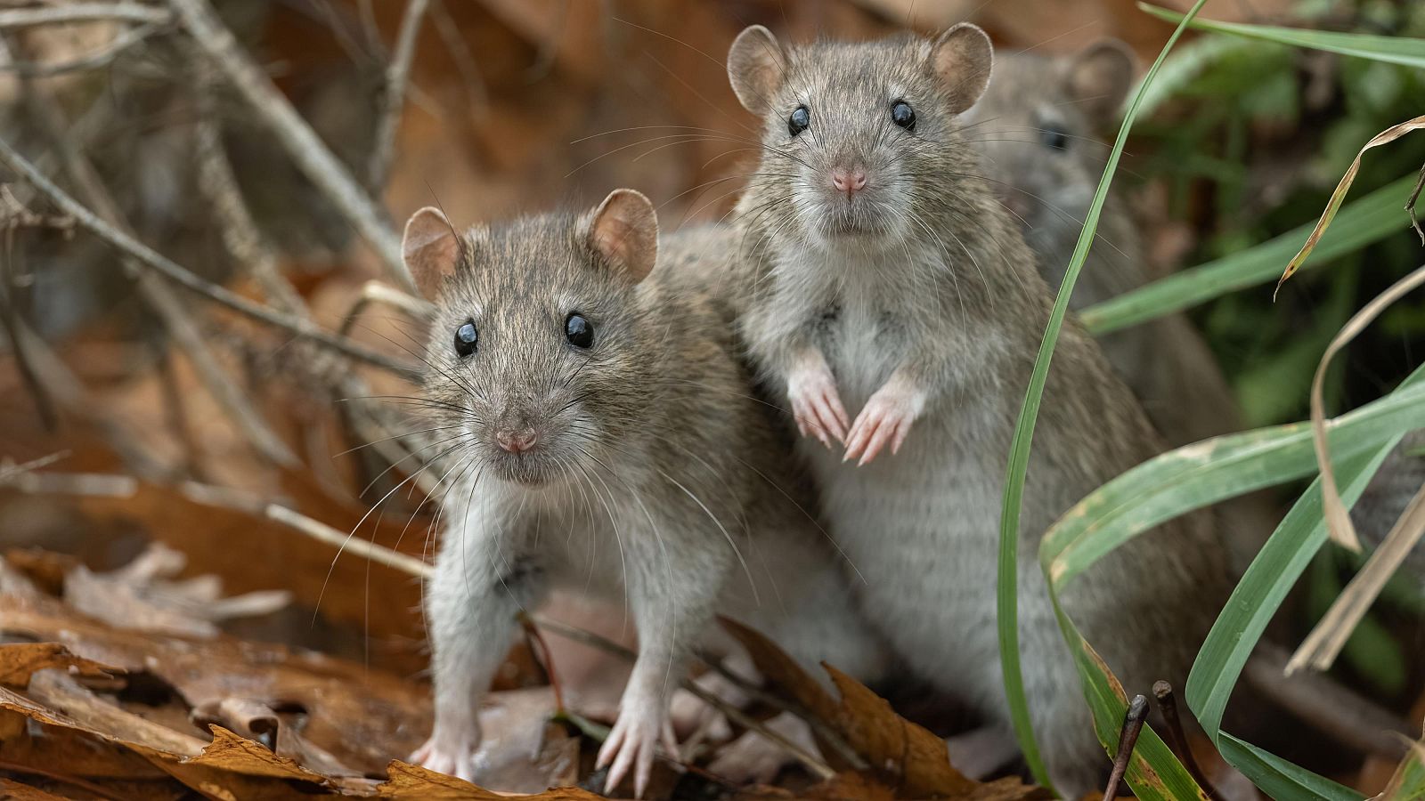 Imagen de archivo de ratas comunes o marrones, un roedor que transmite el hantavirus