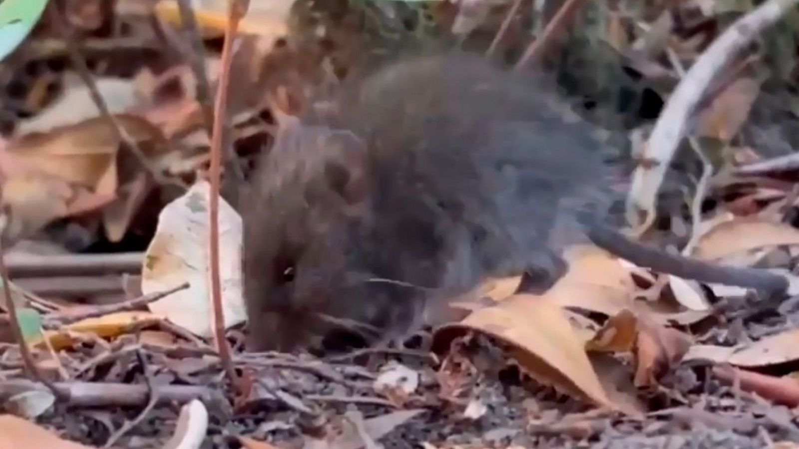 Desembarco del MV Hondius: Sanidad descarta que un roedor lleve el hantavirus a Tenerife: un ratón colilargo, conocido popularmente como por su larga cola.