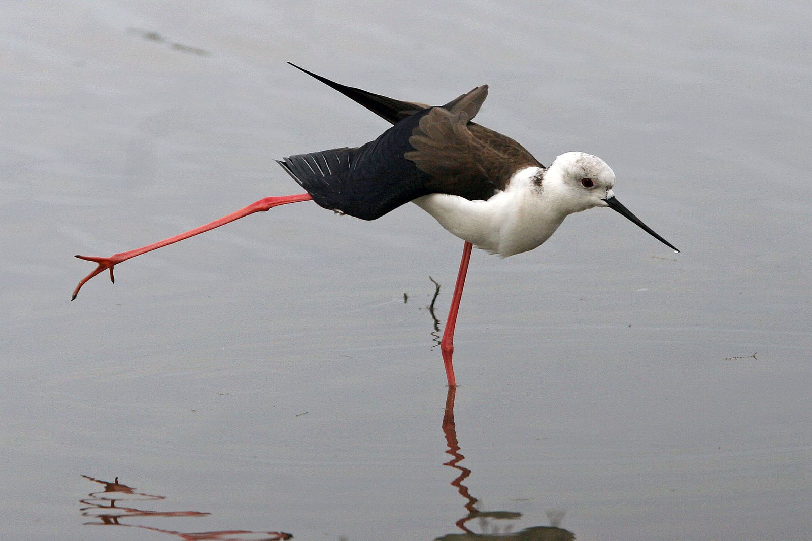 Un avisador en el Parque de la Albufera de Mallorca