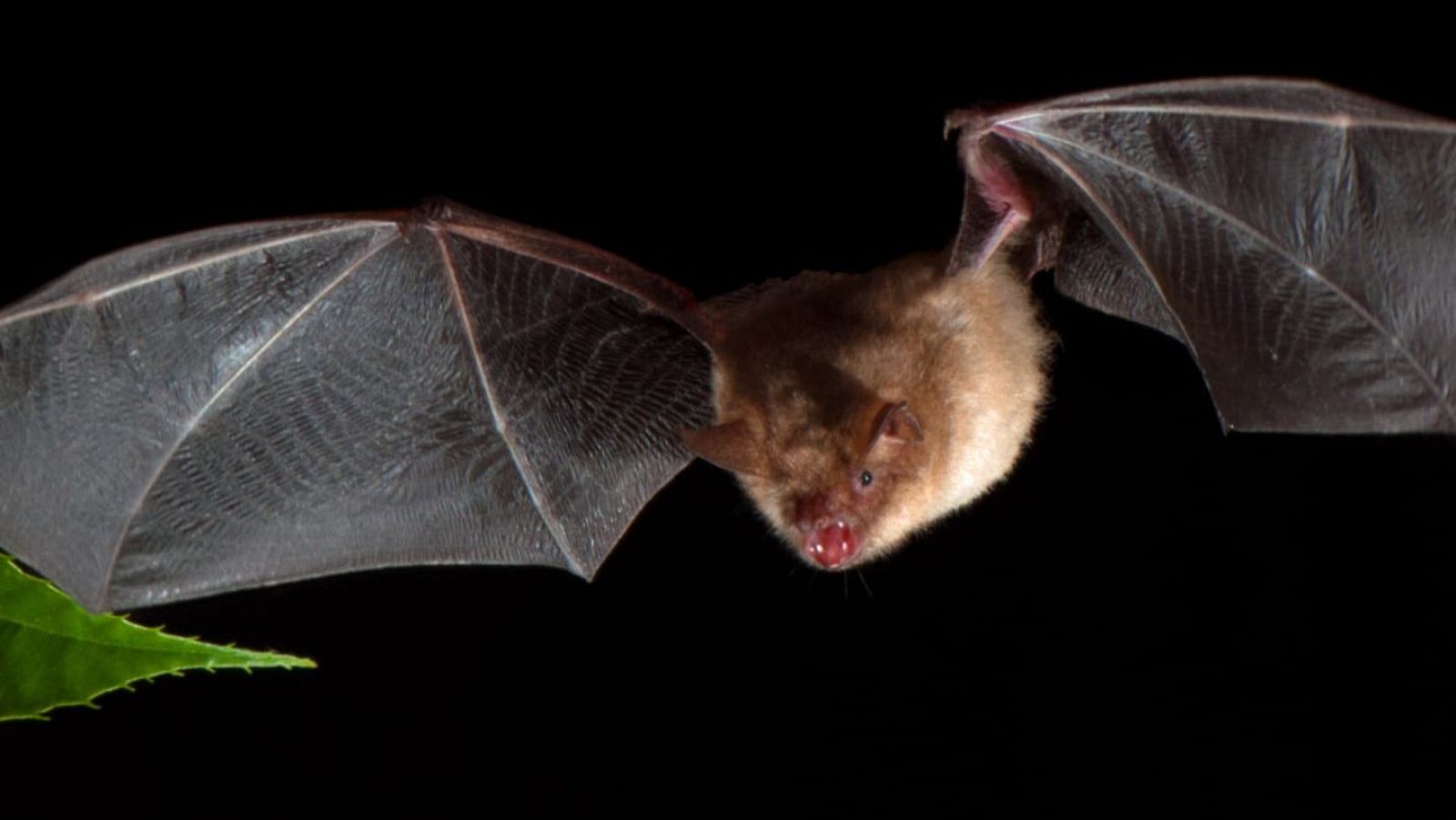 Murciélago común en pleno vuelo, con alas extendidas y pelaje marrón claro. Se aprecian detalles de su cabeza, orejas, ojos y boca. Fondo negro y una hoja verde en la esquina inferior izquierda.