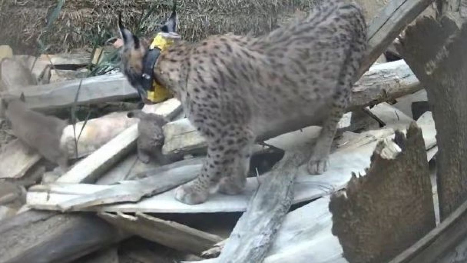 Nacen los primeros cachorros de los linces reintroducidos en el Cerrato Palentino
