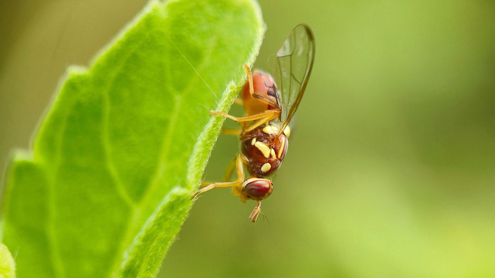 Detectados por primera vez en España tres ejemplares de mosca oriental de la fruta.